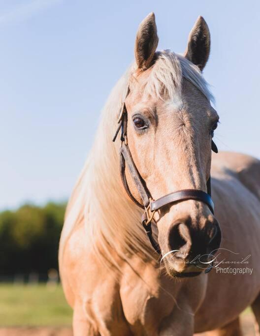 Farmhouse Guest Suite, Pool, Hot Tub, Horses Midhurst Luaran gambar